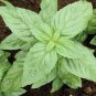 50 PCS Seeds Heirloom Organic Large Leaf Sweet Basil