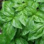 50 PCS Seeds Heirloom Organic Large Leaf Sweet Basil