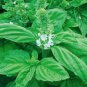 50 PCS Seeds Heirloom Organic Large Leaf Sweet Basil