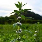 25 PCS Seeds Heirloom Perfume Mint Mentha Arvensis Wild Mint Herbs
