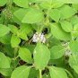 25 PCS Seeds Heirloom Perfume Mint Mentha Arvensis Wild Mint Herbs