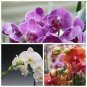 100 PCS Seeds Heirloom Phalaenopsis Moth Orchid Perennial Bonsai