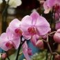 100 PCS Seeds Heirloom Phalaenopsis Moth Orchid Perennial Bonsai