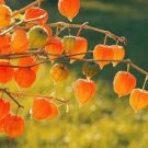 250 PCS Seeds Heirloom Physalis alkekengi Yellow Chinese Lantern Bladder Cherry Big Fruit