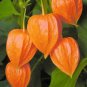 250 PCS Seeds Heirloom Physalis alkekengi Yellow Chinese Lantern Bladder Cherry Big Fruit
