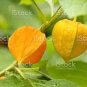 250 PCS Seeds Heirloom Physalis alkekengi Yellow Chinese Lantern Bladder Cherry Big Fruit