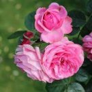 50 PCS Seeds Heirloom Pink Damask Rose Bush Flower