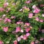 50 PCS Seeds Heirloom Pink Damask Rose Bush Flower