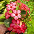 2 PCS Seeds Heirloom Pink Desert Rose Adenium