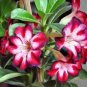 2 PCS Seeds Heirloom Pink Desert Rose Adenium with Yellow Eye
