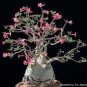 2 PCS Seeds Heirloom Pink Desert Rose Adenium with Yellow Eye