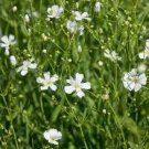 60 PCS Seeds Heirloom Pink Gypsophila Baby's-breath Cut Flower 60 PCS Seeds Heirloom Pink Gypsophila Baby's-breath Cut Flower