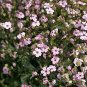 60 PCS Seeds Heirloom Pink Gypsophila Baby's-breath Cut Flower