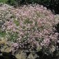 60 PCS Seeds Heirloom Pink Gypsophila Baby's-breath Cut Flower