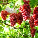 15 PCS Seeds Heirloom Pink Hongti Grape Organic