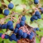40 PCS Seeds Heirloom Pink Mountain Berry Sweet Lemon Flavoured Berry