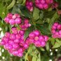 40 PCS Seeds Heirloom Pink Mountain Berry Sweet Lemon Flavoured Berry