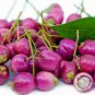 40 PCS Seeds Heirloom Pink Mountain Berry Sweet Lemon Flavoured Berry