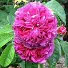 50 PCS Seeds Heirloom Pink Rose Bush Flower