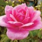 50 PCS Seeds Heirloom Pink Rose Bush Flower