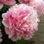 5 PCS Seeds Heirloom Purple Chinese Peony Flower
