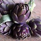 4 PCS Seeds Heirloom Purple Headed Artichoke Organic Vegetables