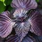 100 PCS Seeds Heirloom Purple Perilla