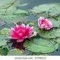 1 PCS Seeds Heirloom Purple Red Water Lily
