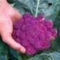 20 PCS Seeds Heirloom Purple Sicily Cauliflower