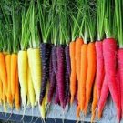 100 PCS Seeds Heirloom Rainbow Yellow White Purple Orange Red Carrot Vegetable Mixed