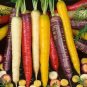 100 PCS Seeds Heirloom Rainbow Yellow White Purple Orange Red Carrot Vegetable Mixed
