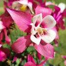 50 PCS Seeds Heirloom Rare Beautiful Purely Pink Aquilegia Columbine Flowers