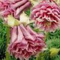 50 PCS Seeds Heirloom Rare Beautiful Purely Pink Aquilegia Columbine Flowers