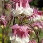 50 PCS Seeds Heirloom Rare Beautiful Purely Pink Aquilegia Columbine Flowers