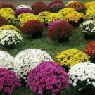 250 PCS Seeds Heirloom Rare Dark Red Groudcover Chrysanthemum Flowers 250 PCS Seeds Heirloom Rare Dark Red Groudcover Chrysanthemum Flowers