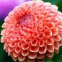 50 PCS Seeds Heirloom Rare Different Types of Dahlia Flower Hybrid