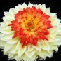 50 PCS Seeds Heirloom Rare Different Types of Dahlia Flower Hybrid