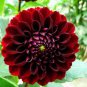 50 PCS Seeds Heirloom Rare Different Types of Dahlia Flower Hybrid