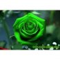 50 PCS Seeds Heirloom Rare Green Golden Rose Flower