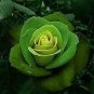 50 PCS Seeds Heirloom Rare Green Golden Rose Flower