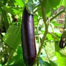 20 PCS Seeds Heirloom Rare Long eggplant 20 PCS Seeds Heirloom Rare Long eggplant