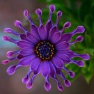 50 PCS Seeds Heirloom Rare Purple Blue 'spider' Chrysanthemum Perennial Flowers 50 PCS Seeds Heirloom Rare Purple Blue 'spider' Chrysanthemum Perennial Flowers
