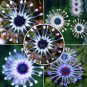 50 PCS Seeds Heirloom Rare Purple Blue 'spider' Chrysanthemum Perennial Flowers