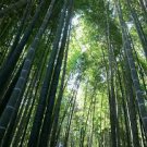 30 PCS Seeds Heirloom Rare Purple Giant Bamboo