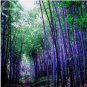 30 PCS Seeds Heirloom Rare Purple Giant Bamboo