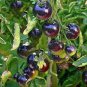 100 PCS Seeds Heirloom Rare Small Black Green Tomato Hybrid F1 Fruits