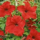 60 PCS Seeds Heirloom Red Garden Petunia Hybrida Annual Flower 60 PCS Seeds Heirloom Red Garden Petunia Hybrida Annual Flower