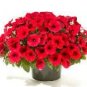 60 PCS Seeds Heirloom Red Garden Petunia Hybrida Annual Flower