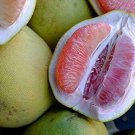 10 PCS Seeds Heirloom Red Grapefruit Citrus maxima Hybrid 10 PCS Seeds Heirloom Red Grapefruit Citrus maxima Hybrid