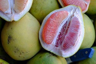 10 PCS Seeds Heirloom Red Grapefruit Citrus maxima Hybrid